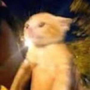 Meet your Posher, Tamara